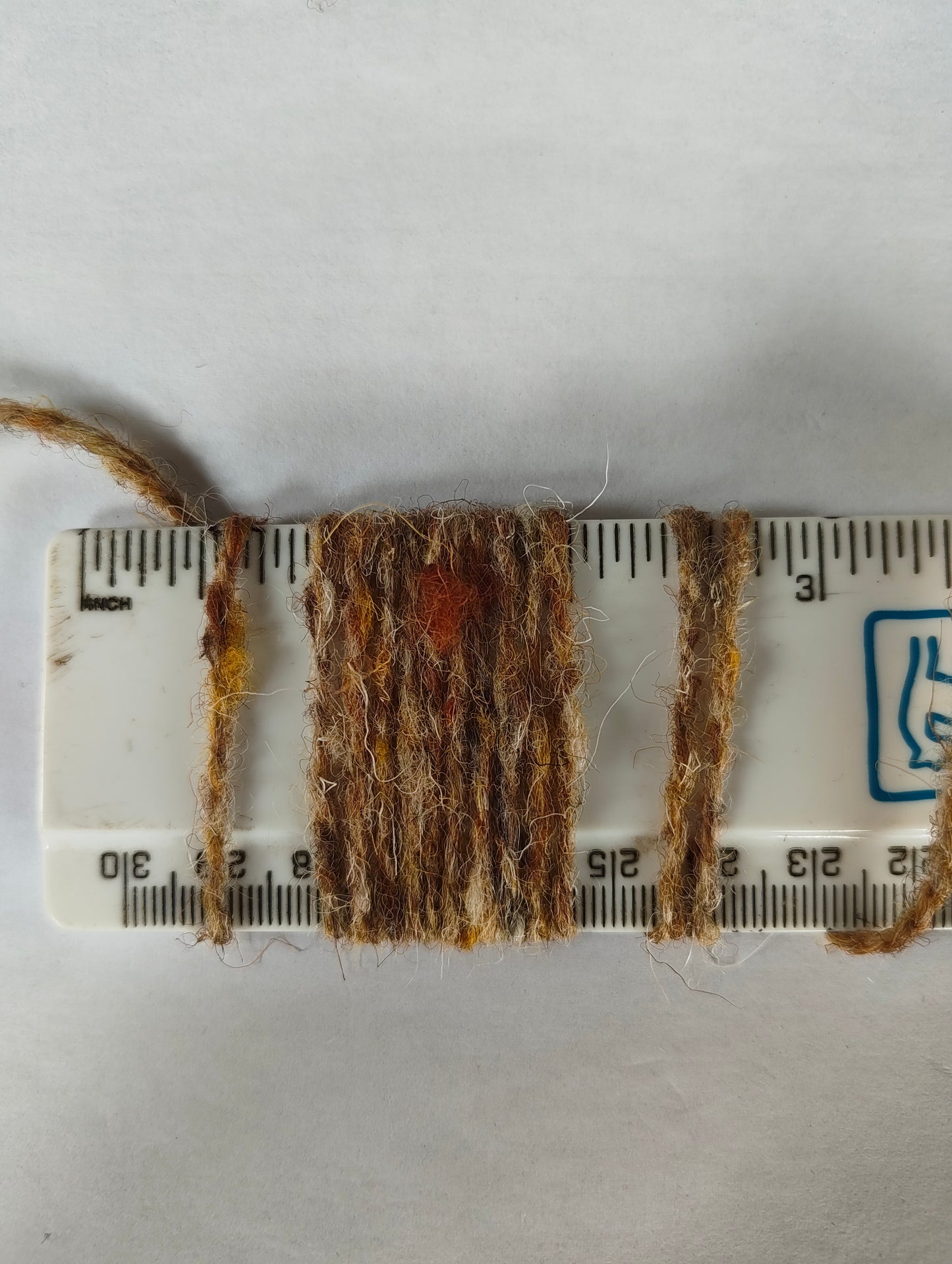 Fawn Tortoiseshell Cat