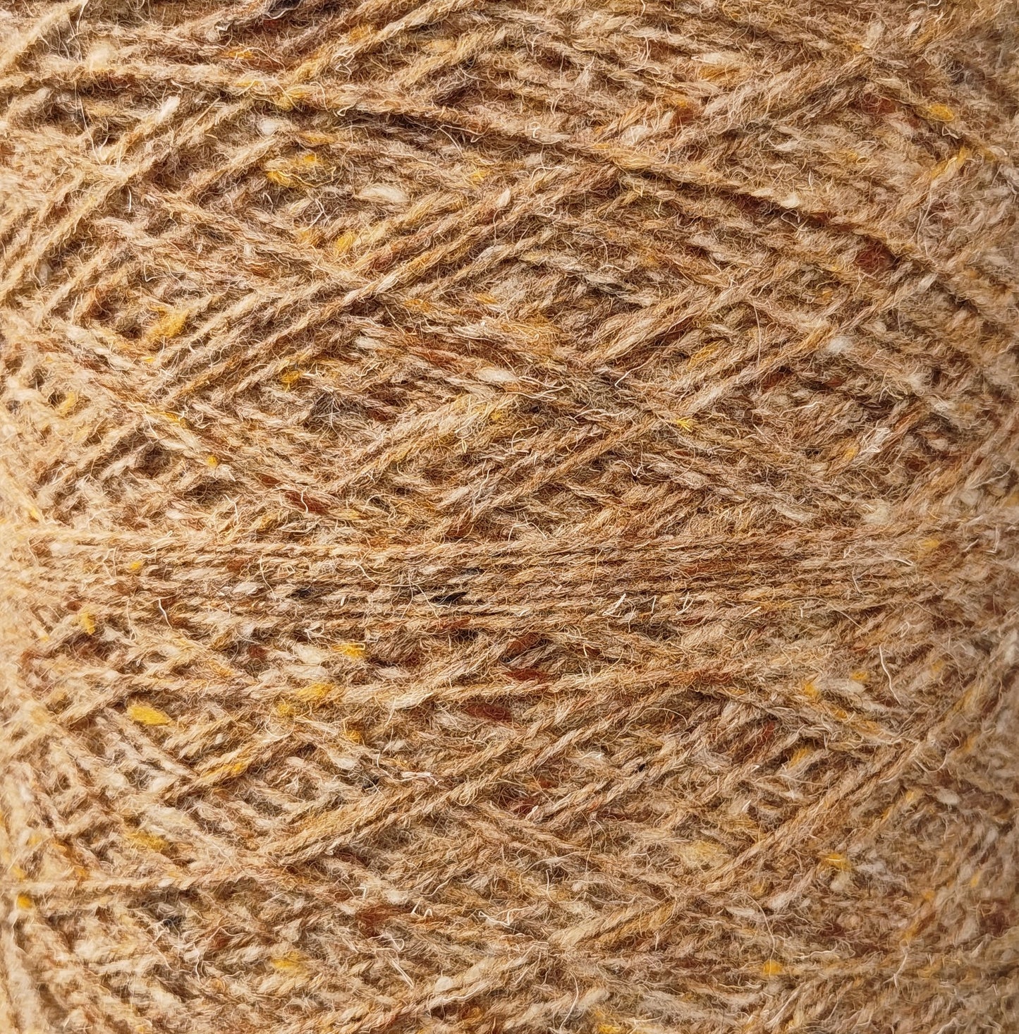 Fawn Tortoiseshell Cat